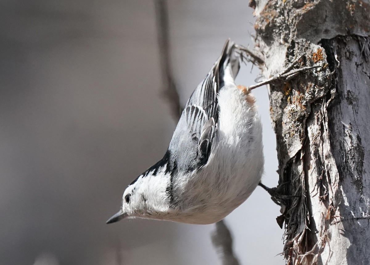 White-breasted Nuthatch - ML618057832
