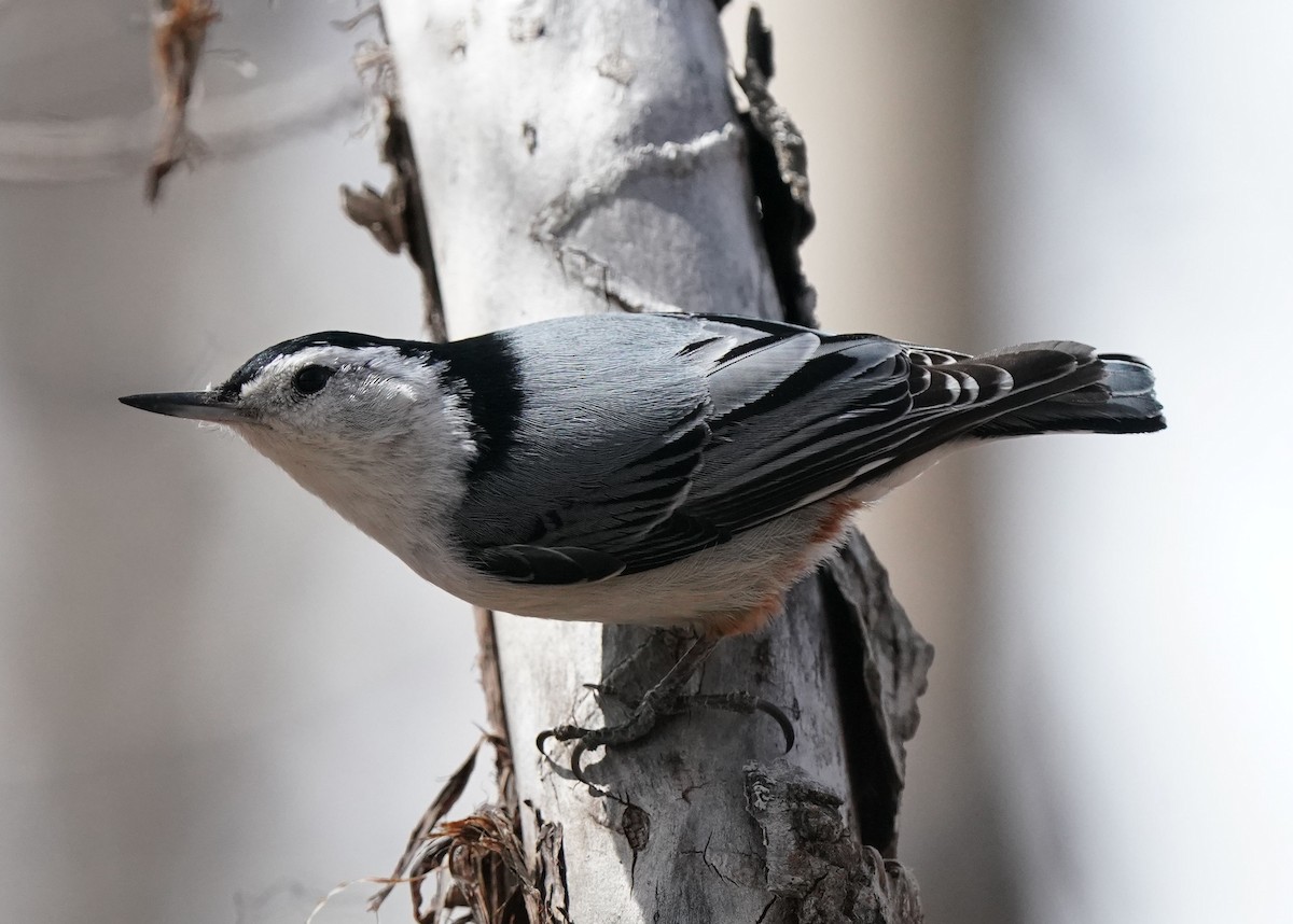 White-breasted Nuthatch - ML618057833