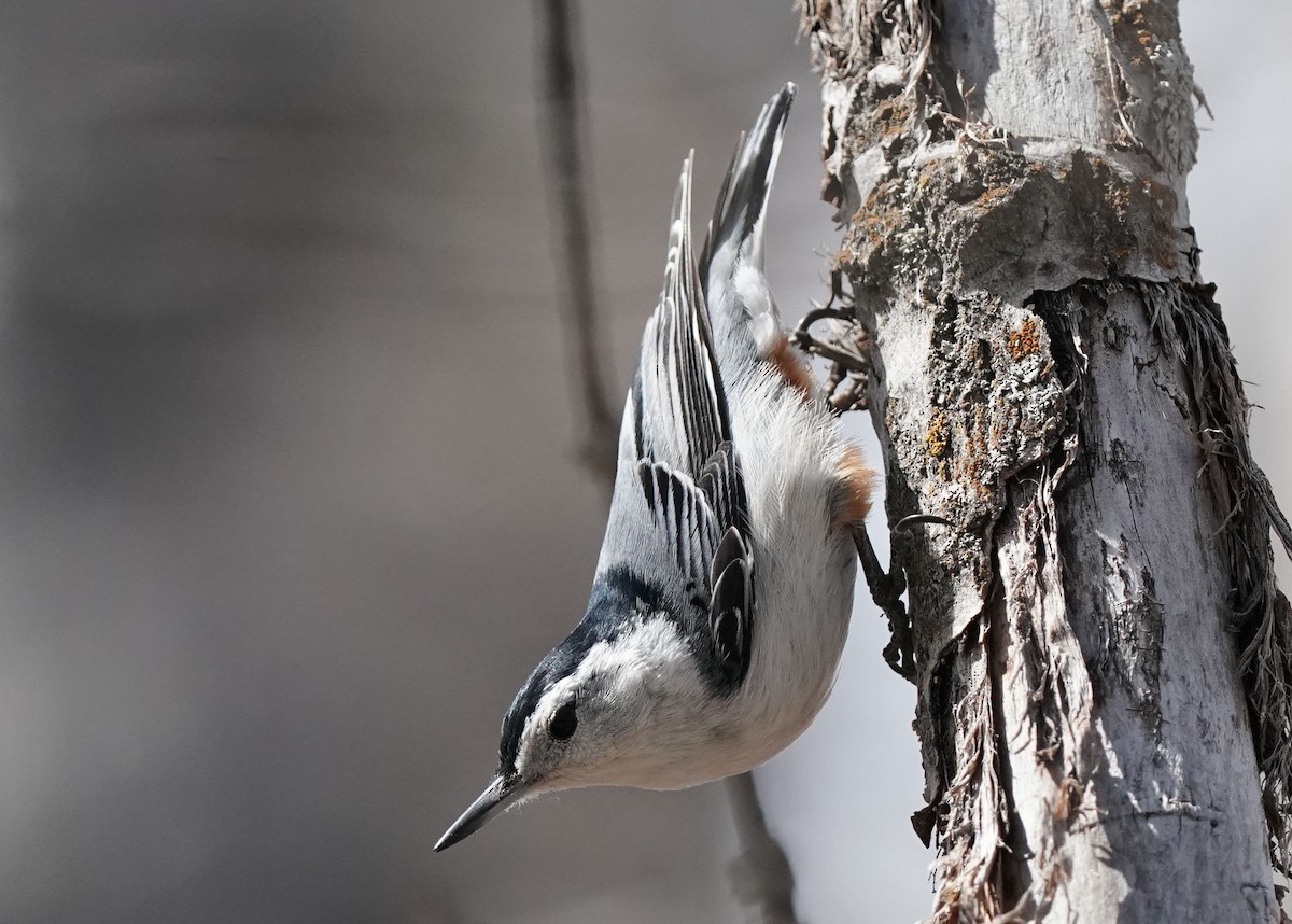 White-breasted Nuthatch - ML618057834