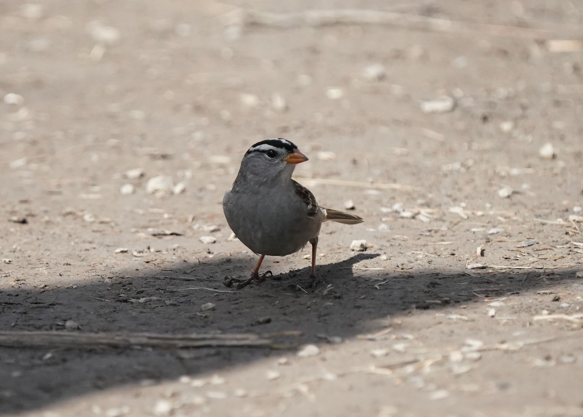White-crowned Sparrow - ML618057843