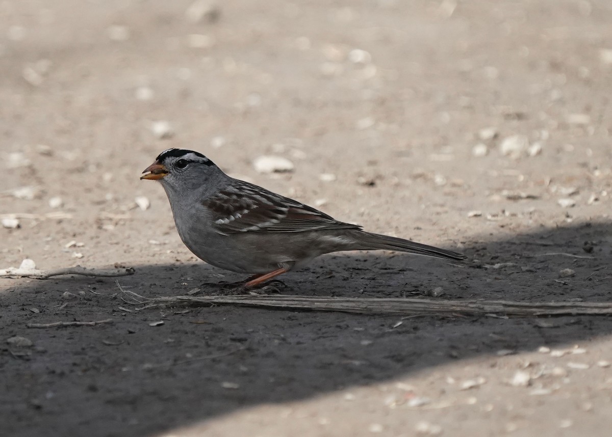 White-crowned Sparrow - ML618057844