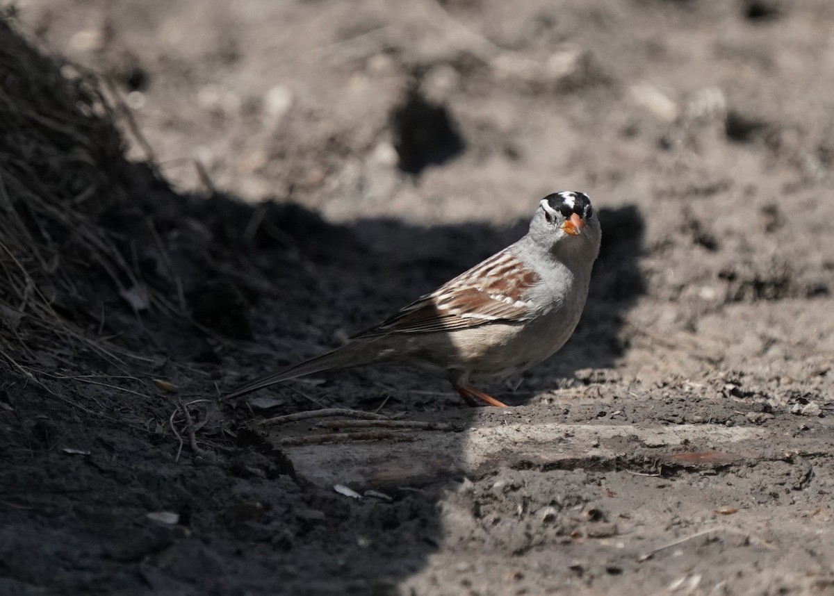 White-crowned Sparrow - Pam Hardy