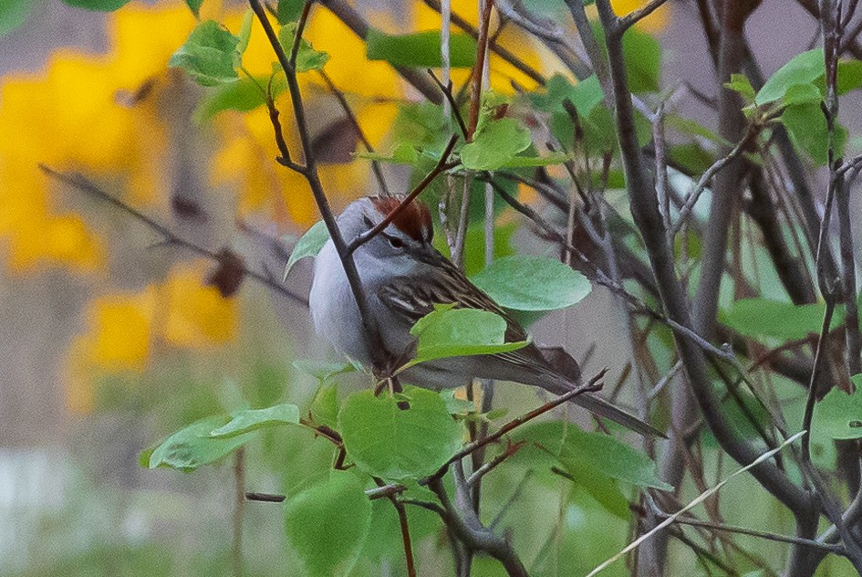 Chipping Sparrow - ML618057847
