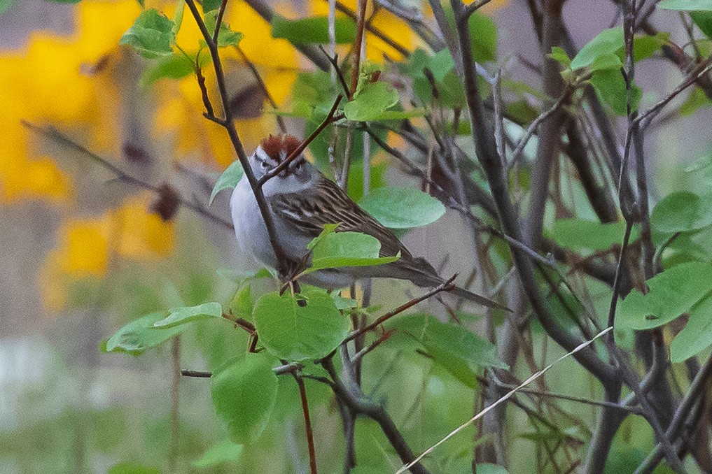 Chipping Sparrow - ML618057848