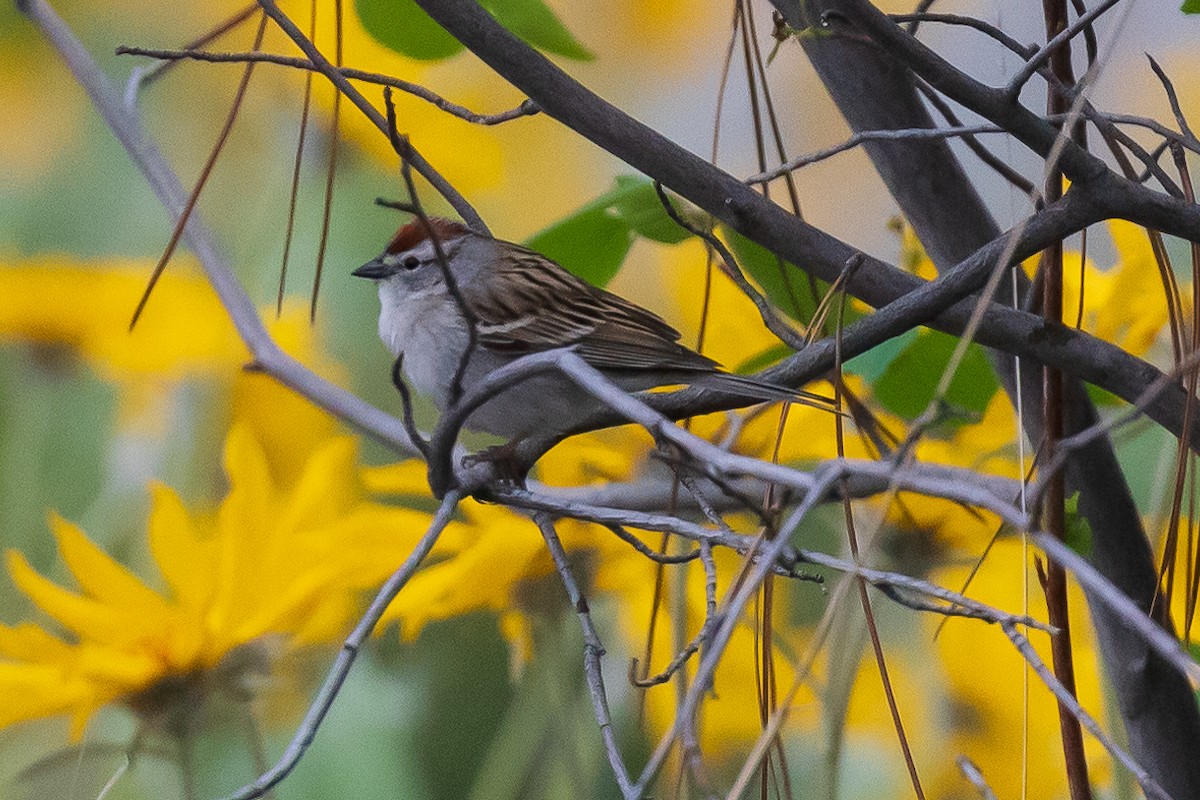 Chipping Sparrow - ML618057849