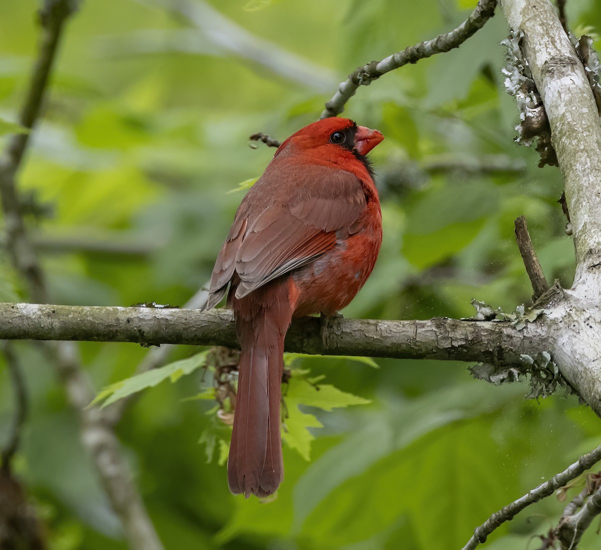 Northern Cardinal - Iris Kilpatrick