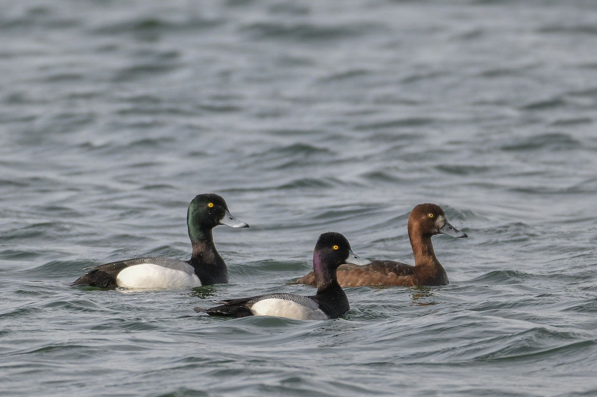 Greater/Lesser Scaup - ML618057877