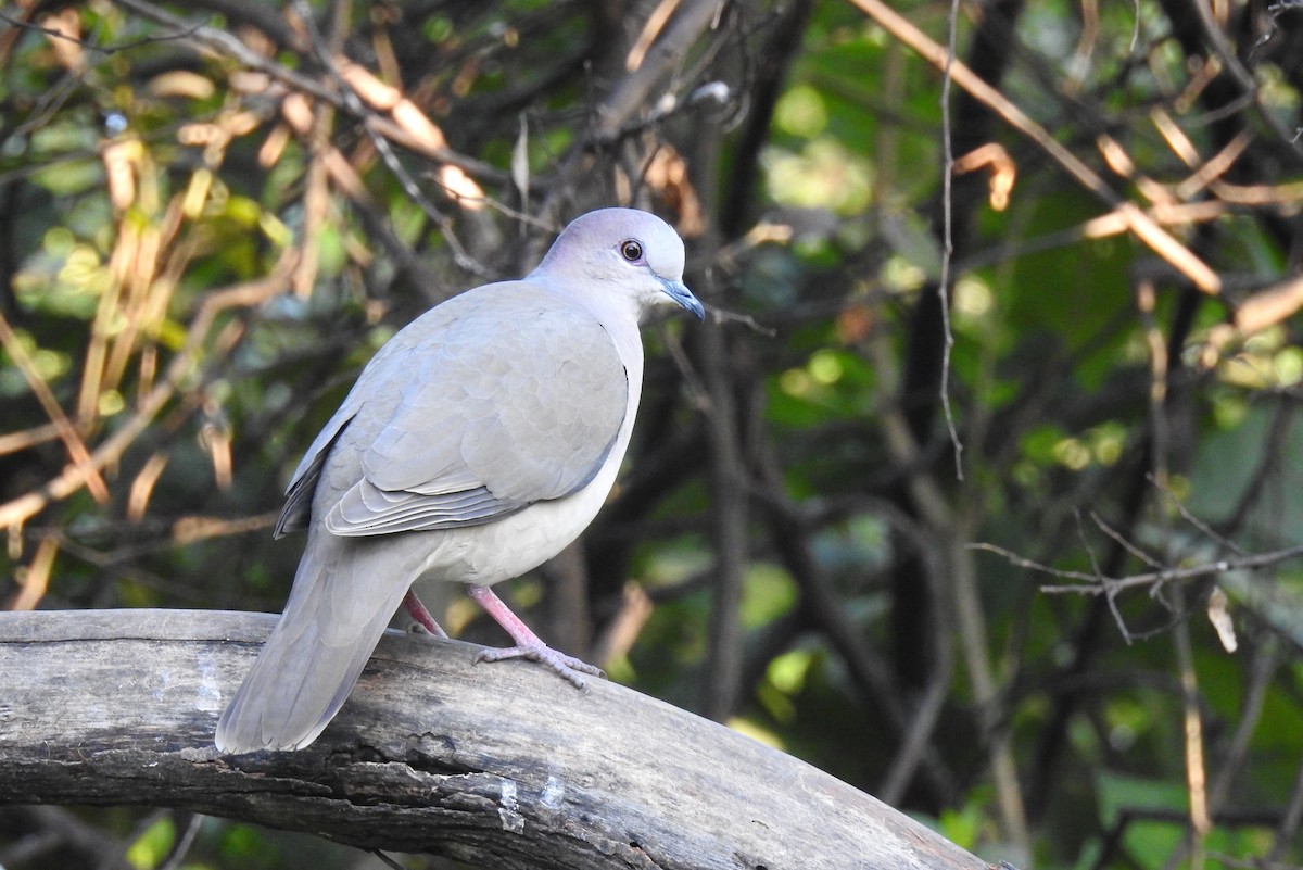 White-tipped Dove - ML618057897