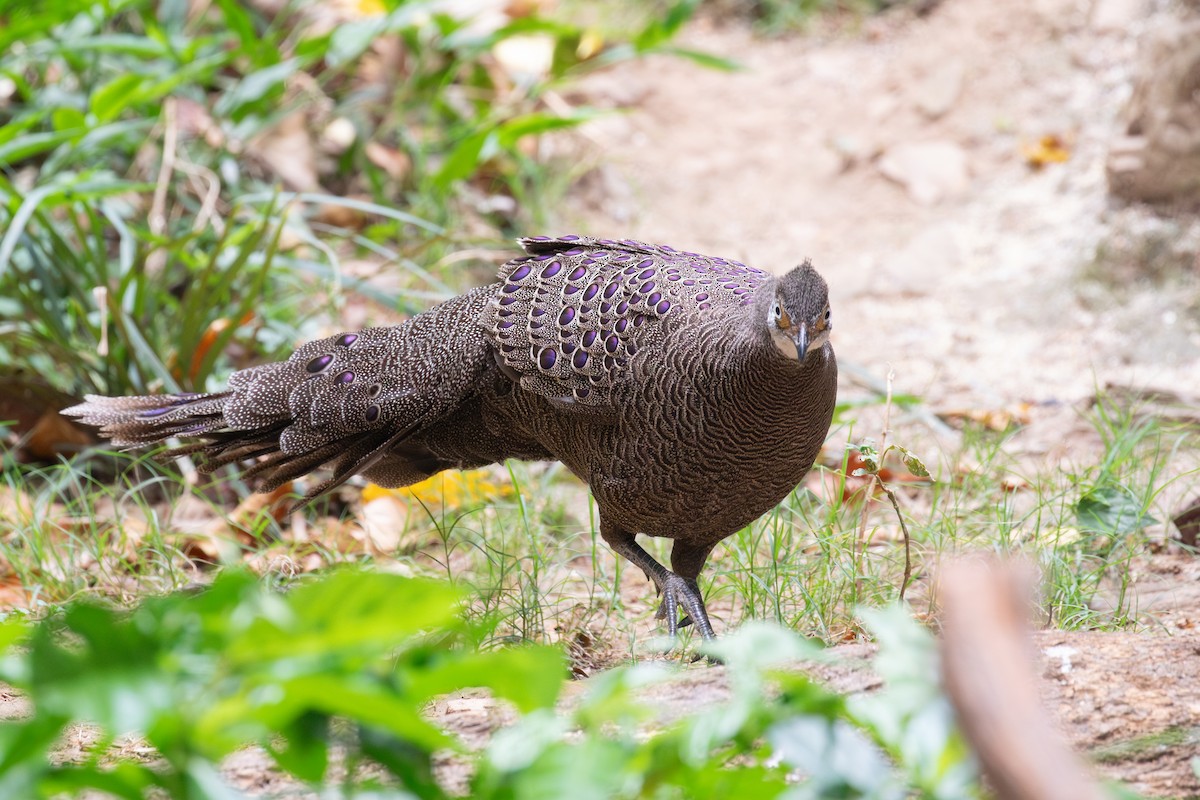Gray Peacock-Pheasant - ML618057911