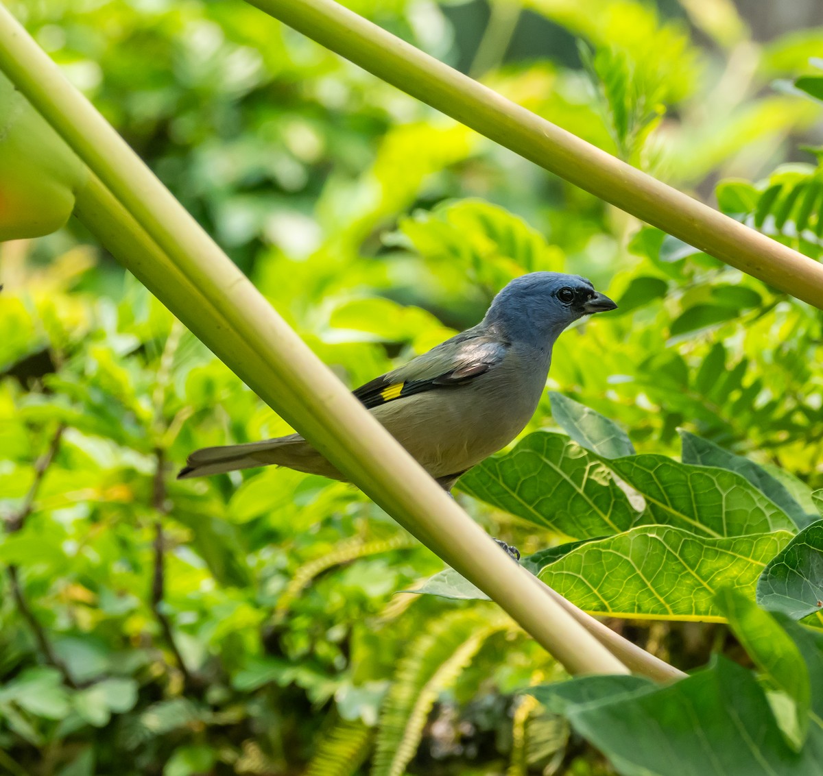 Yellow-winged Tanager - ML618057923