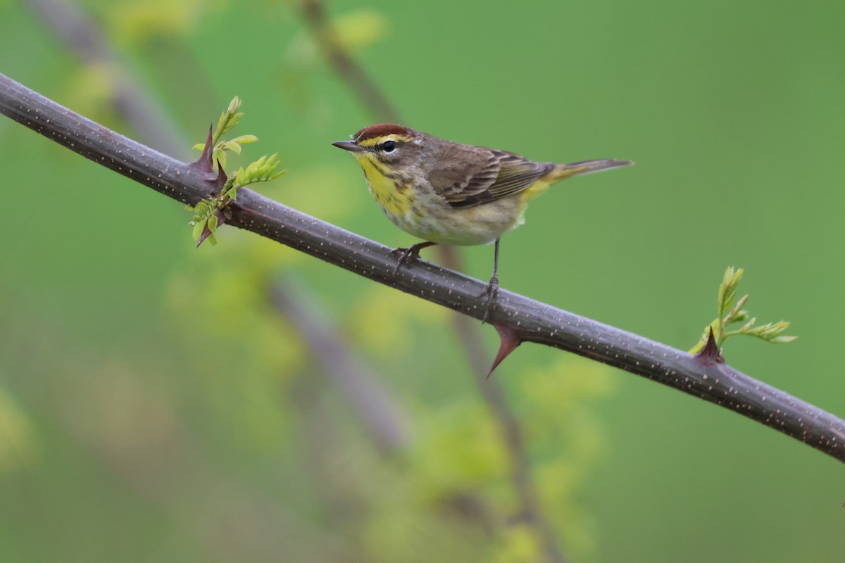 Palm Warbler - Janice Farral