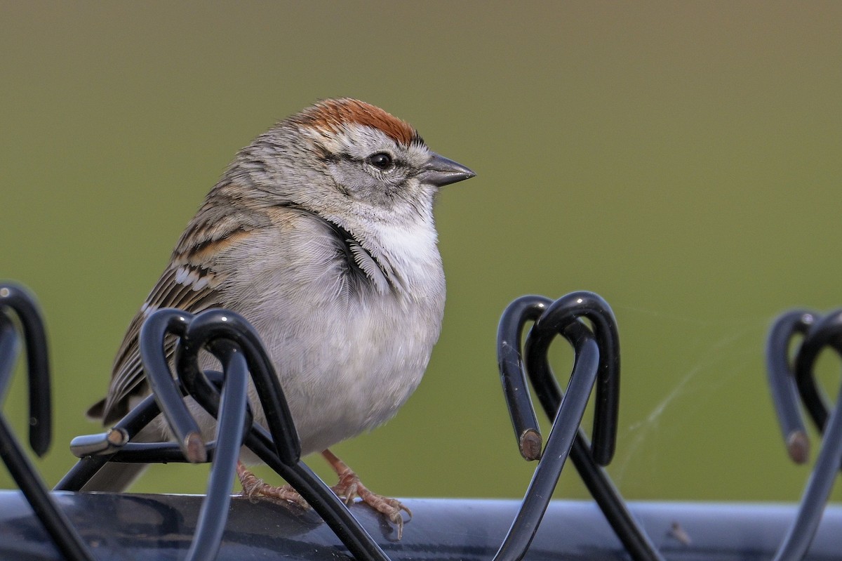 Chipping Sparrow - Allan  Bigras