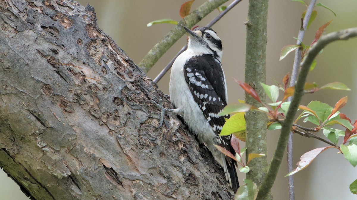 Downy Woodpecker - ML618057962