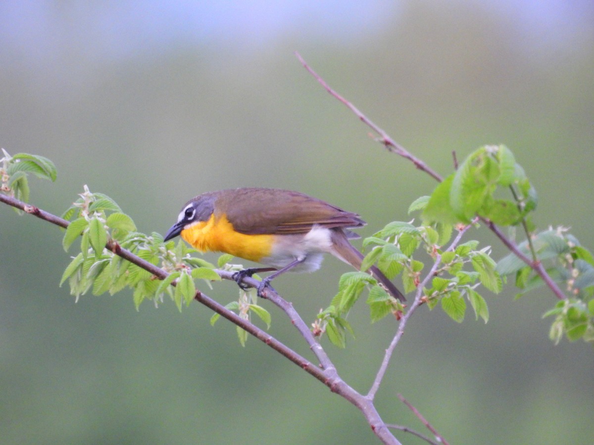 Yellow-breasted Chat - ML618057963