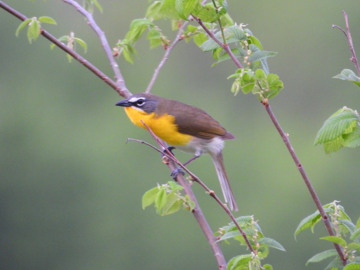 Yellow-breasted Chat - ML618057964