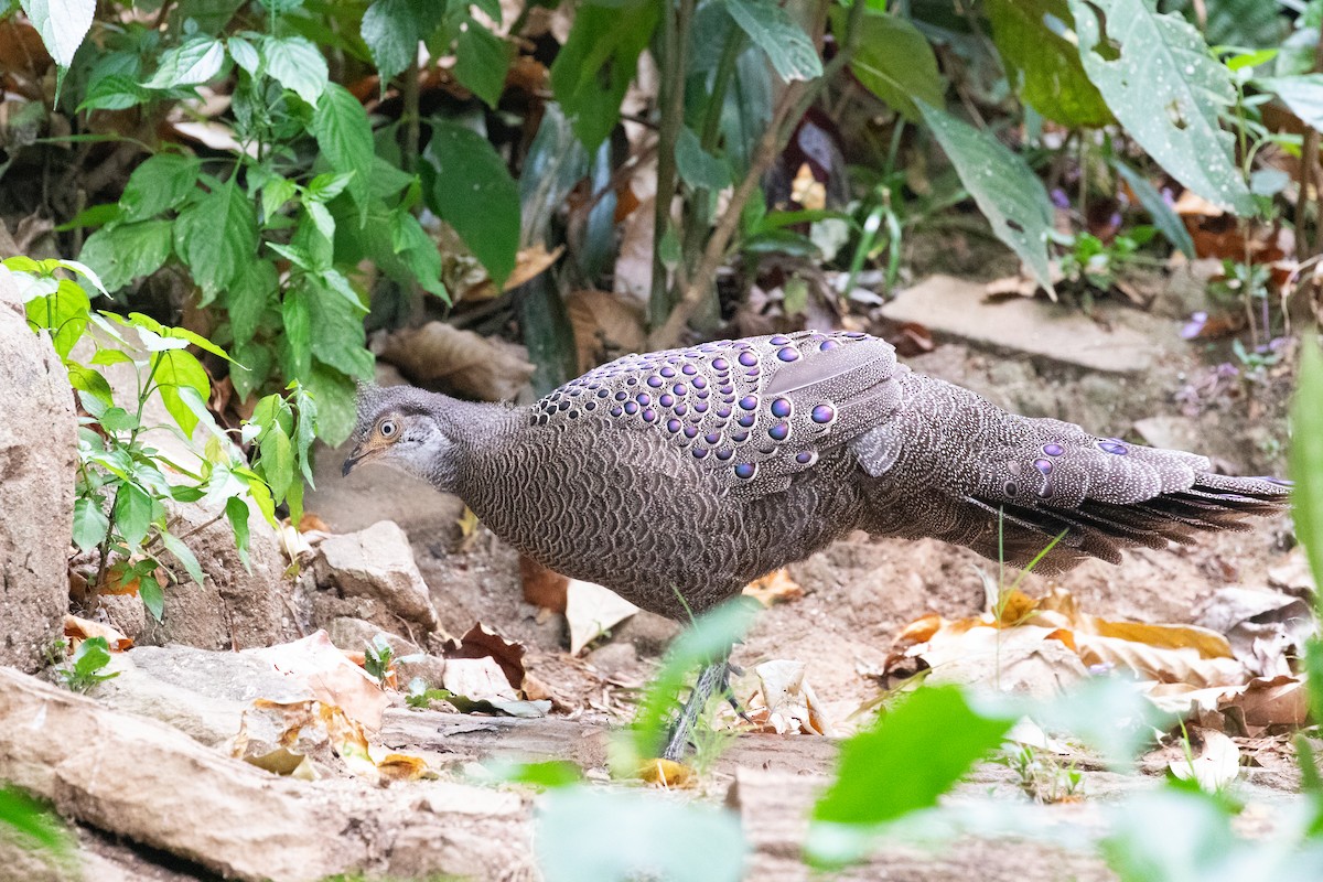 Gray Peacock-Pheasant - ML618057973