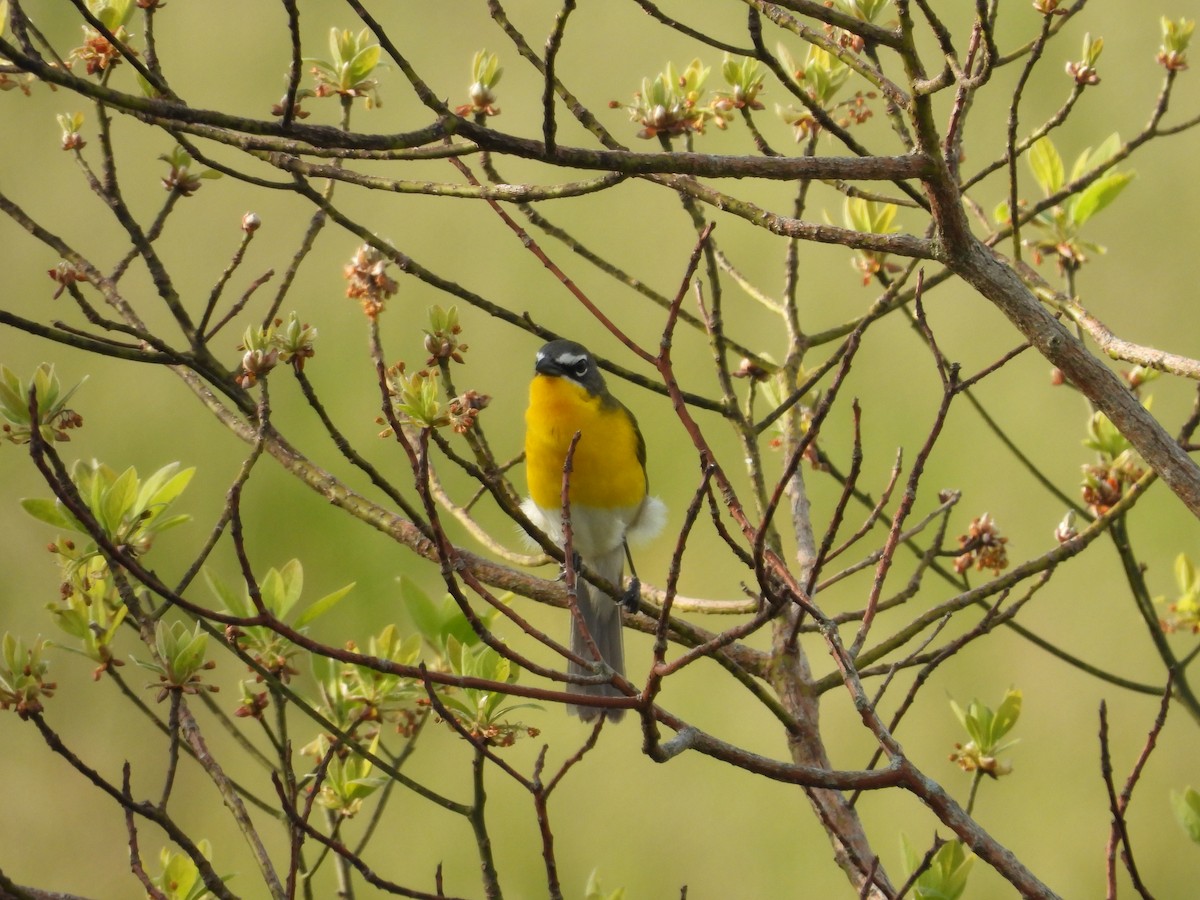 Yellow-breasted Chat - ML618057990