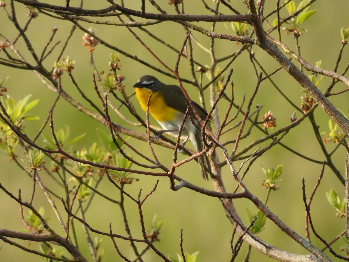Yellow-breasted Chat - ML618057991