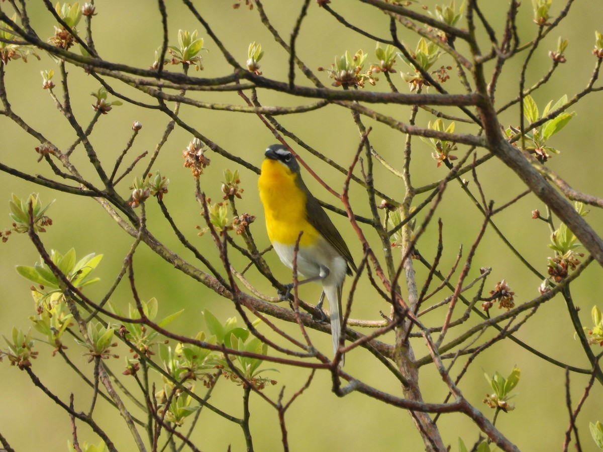 Yellow-breasted Chat - ML618057993