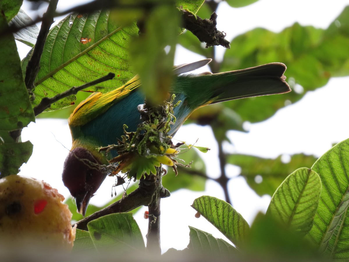 Bay-headed Tanager - ML618058003