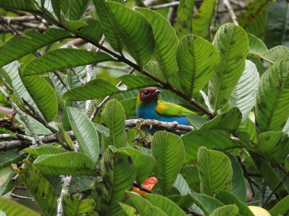 Bay-headed Tanager - ML618058004