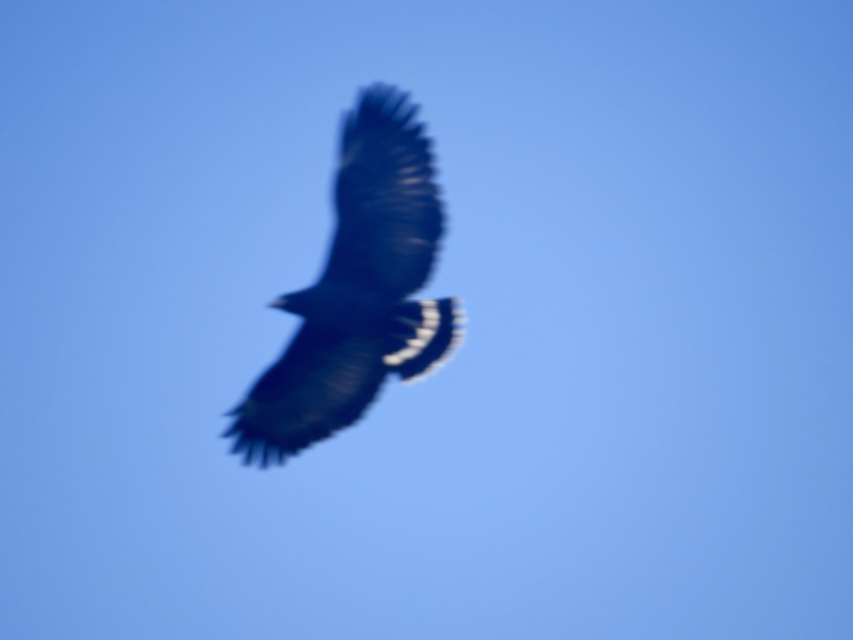 Common Black Hawk (Common) - ML618058011