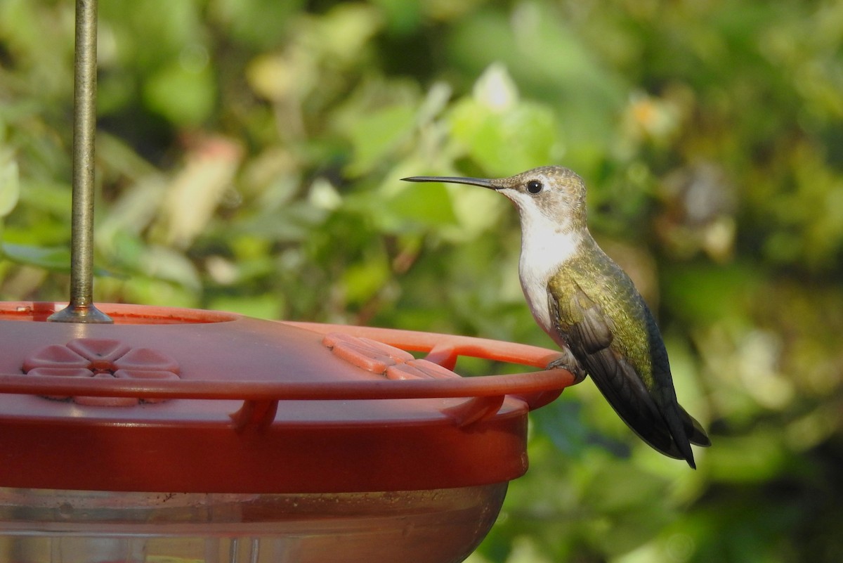 Black-chinned Hummingbird - ML618058013