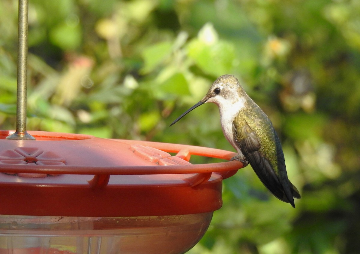Black-chinned Hummingbird - Hannah Clipp