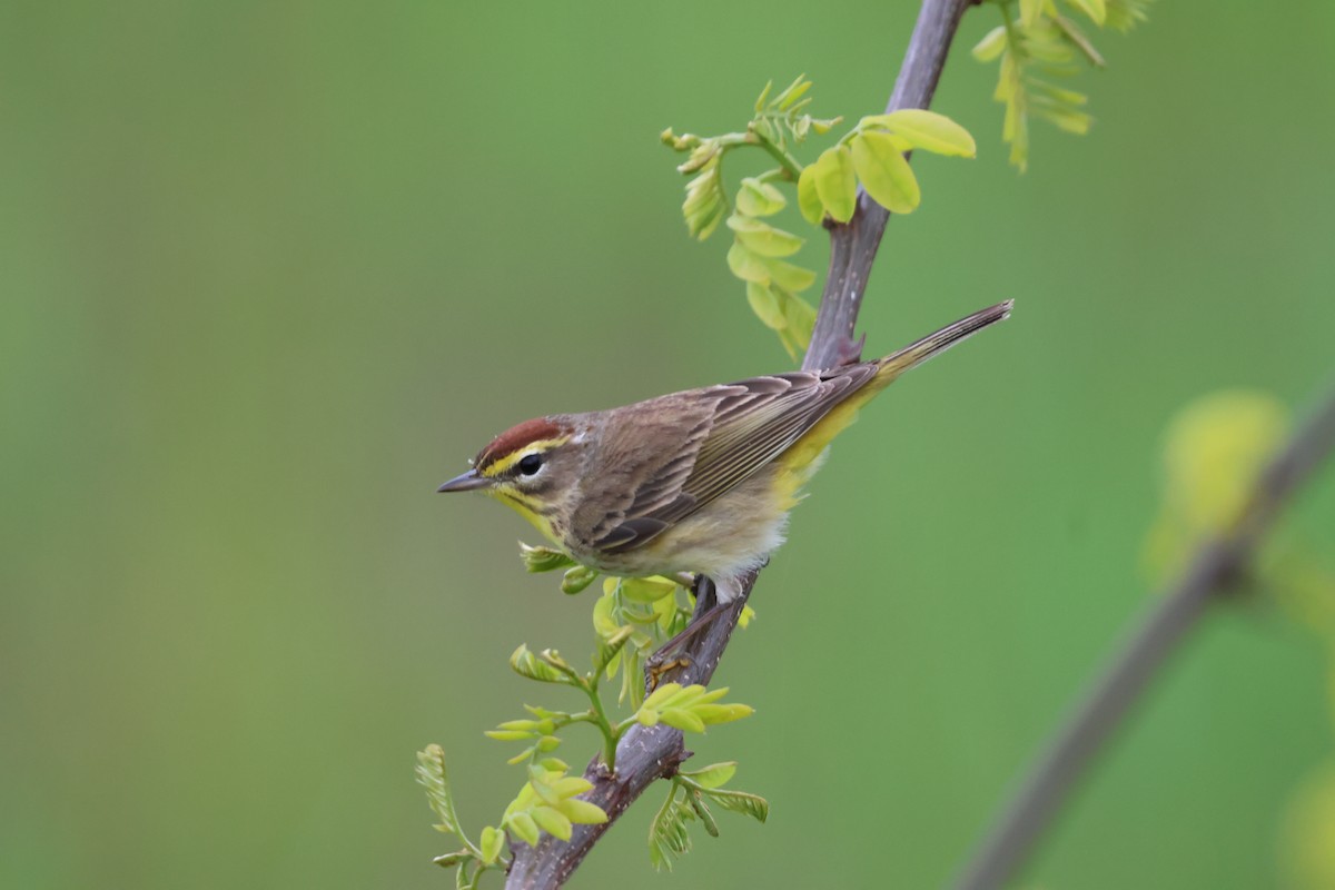 Palm Warbler - Janice Farral
