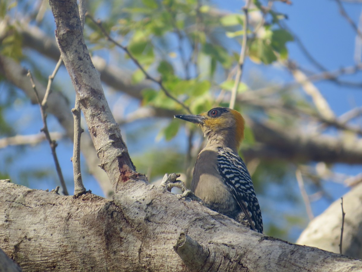 Golden-cheeked Woodpecker - ML618058057