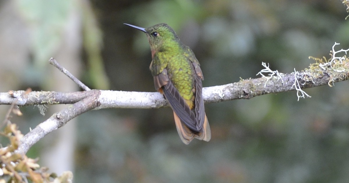 kolibřík peruánský - ML618058063