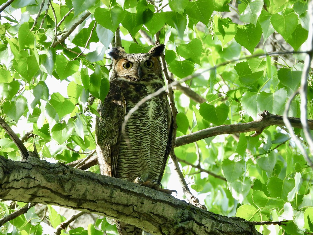 Great Horned Owl - ML618058065