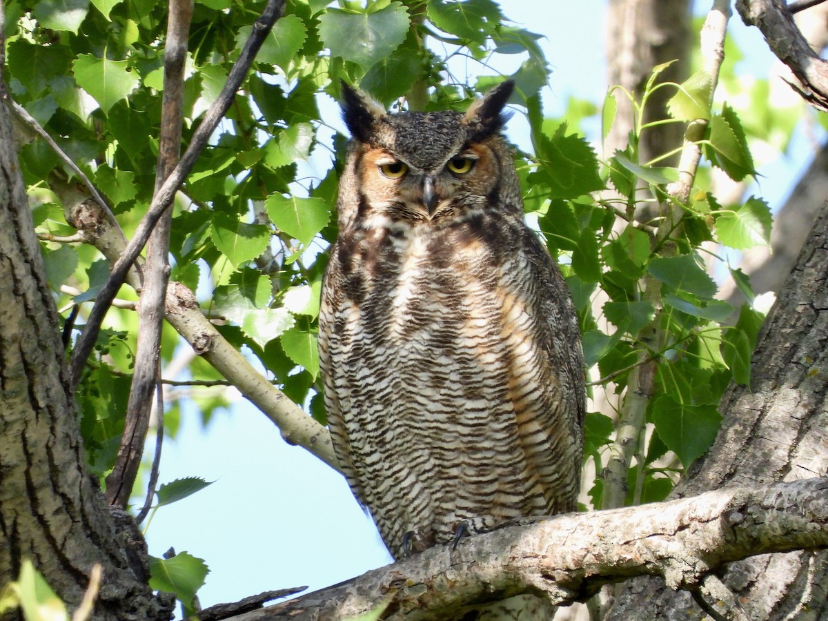 Great Horned Owl - ML618058066