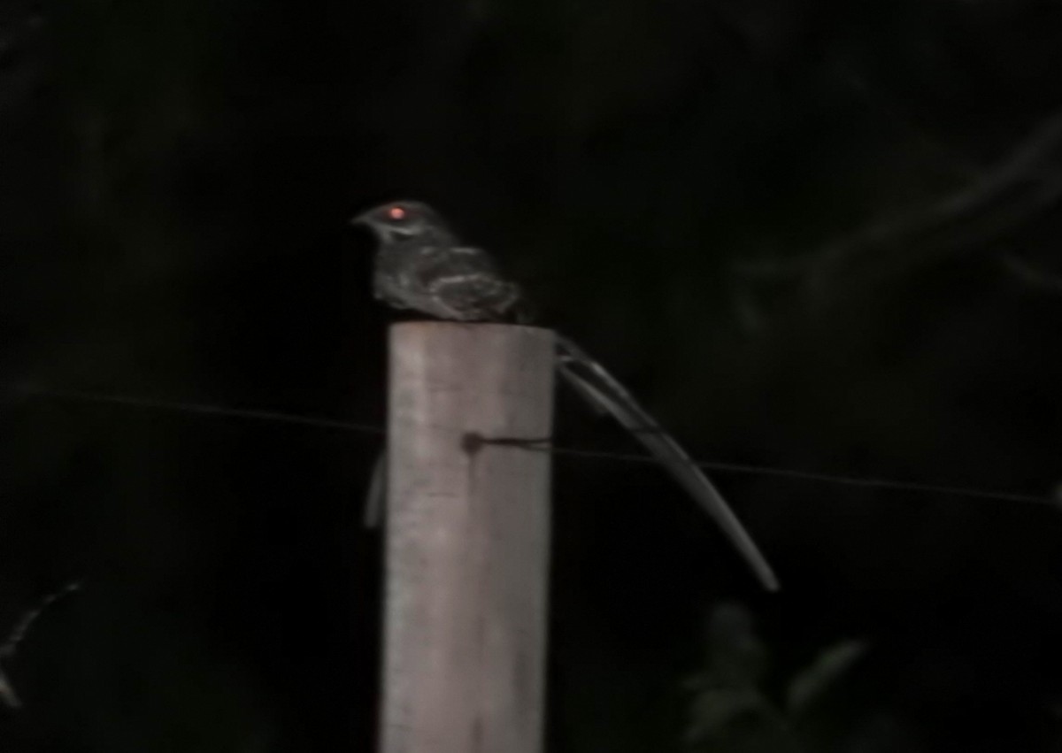 Scissor-tailed Nightjar - José Benito