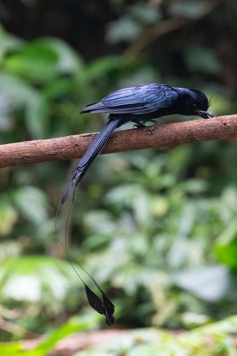 Greater Racket-tailed Drongo - ML618058071