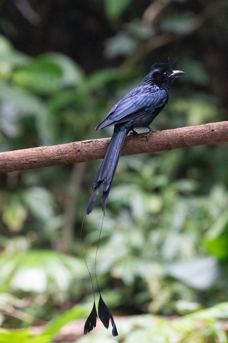 Greater Racket-tailed Drongo - ML618058073