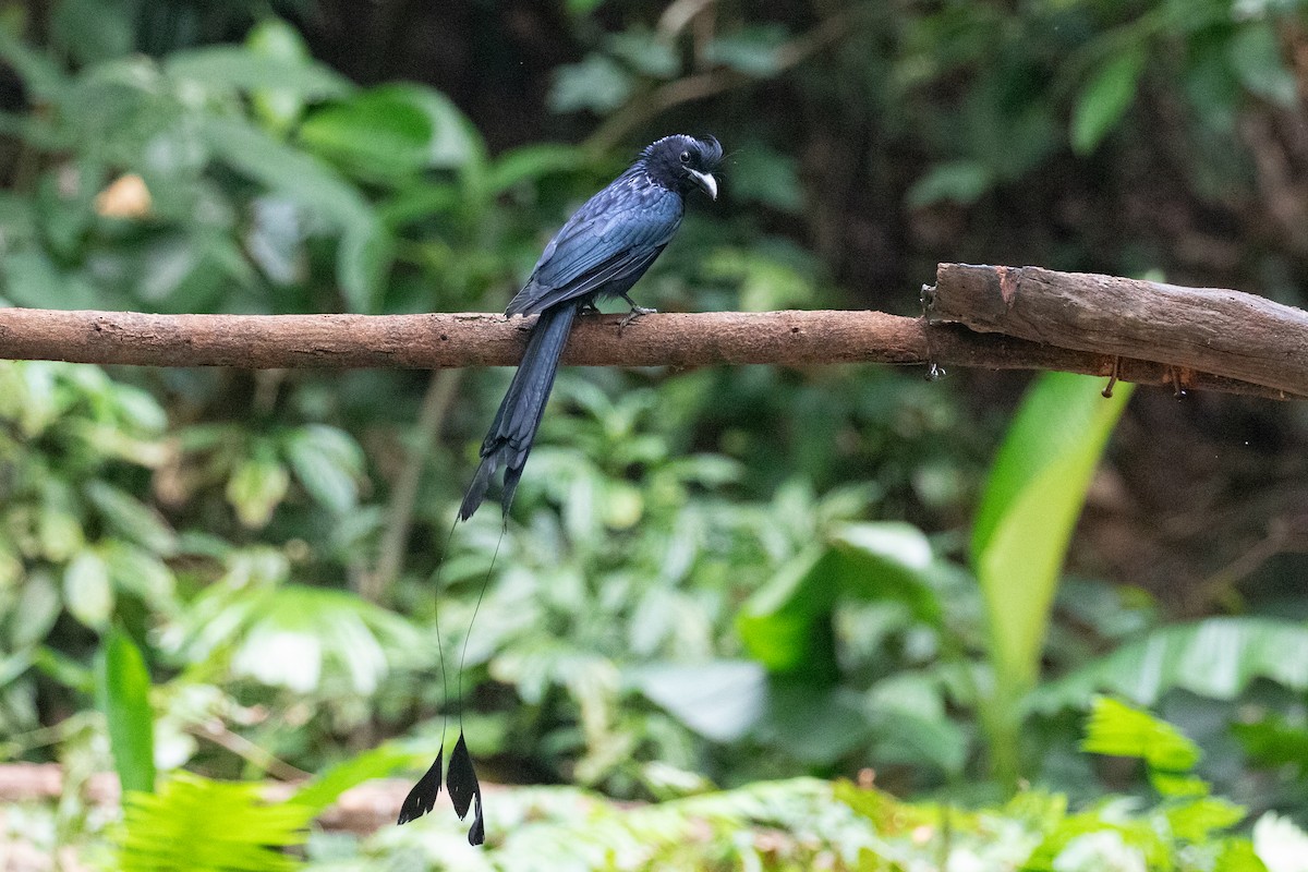 Greater Racket-tailed Drongo - ML618058074