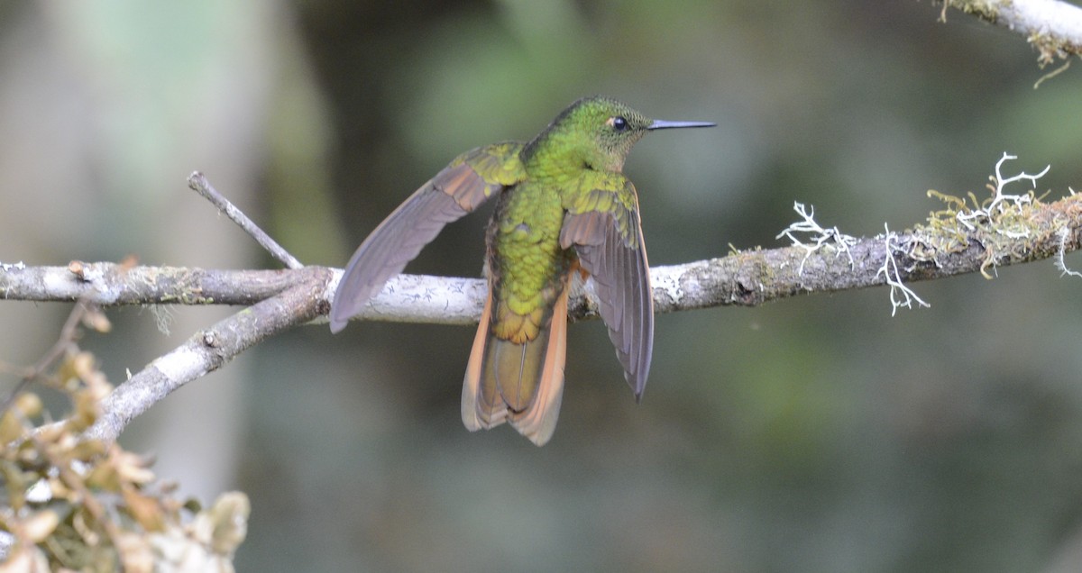 kolibřík peruánský - ML618058080
