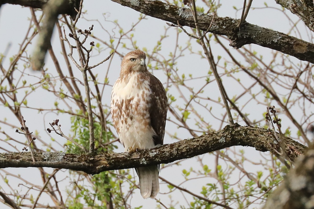 Red-tailed Hawk - ML618058083