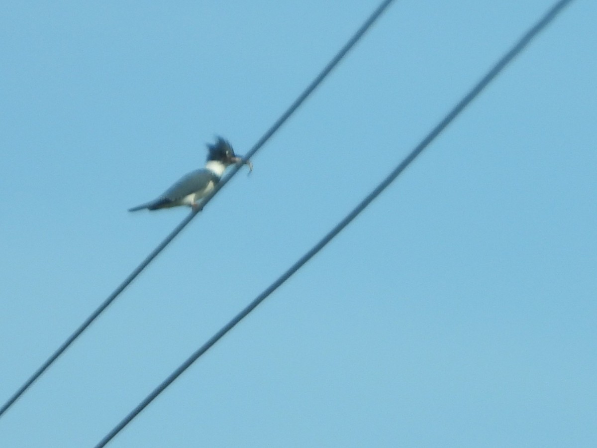 Belted Kingfisher - ML618058085