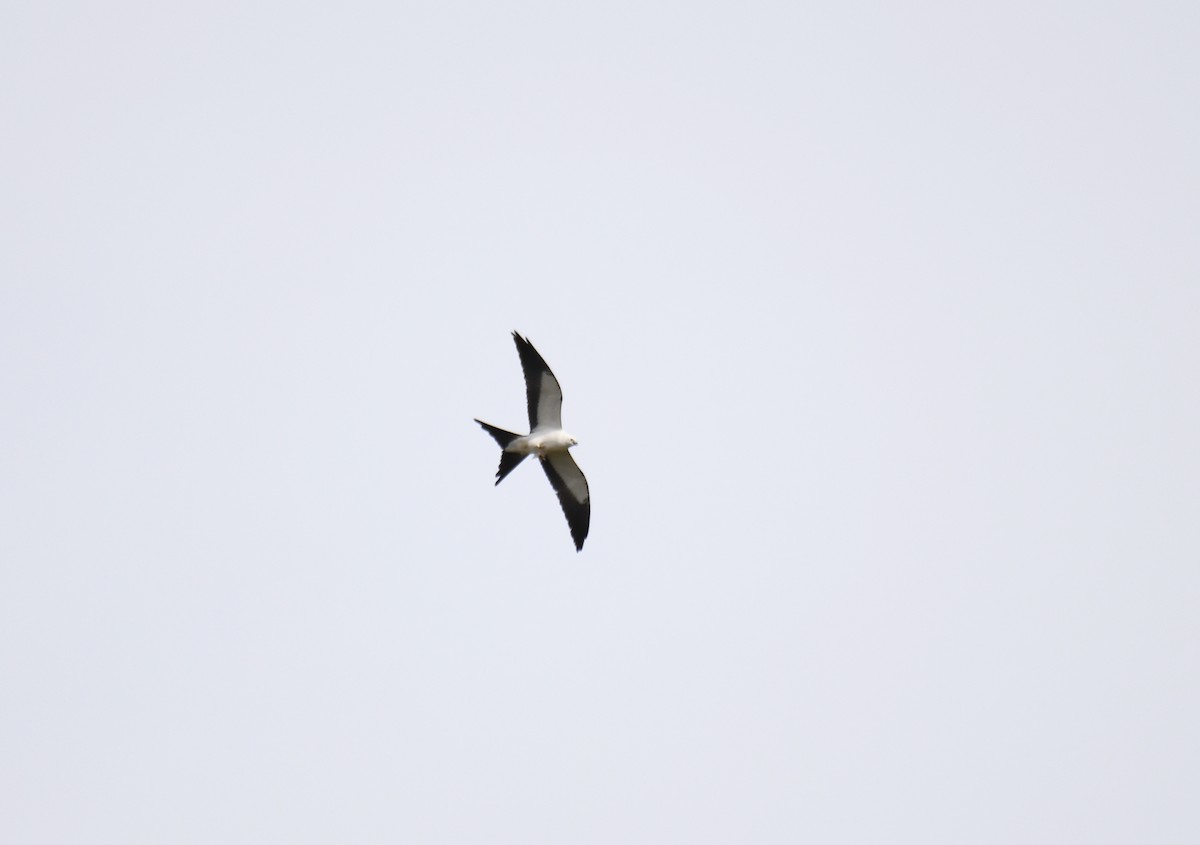 Swallow-tailed Kite - Ben Peters