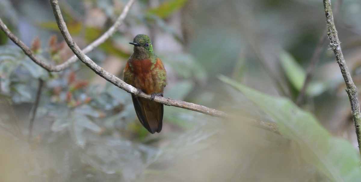 kolibřík peruánský - ML618058099