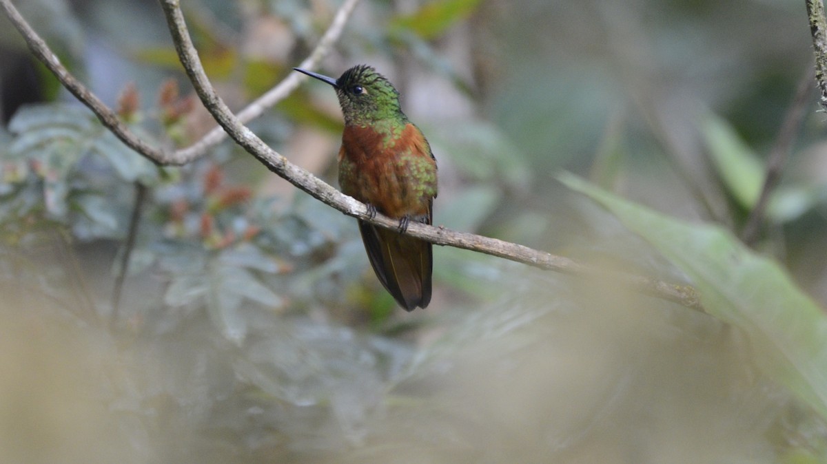 kolibřík peruánský - ML618058112