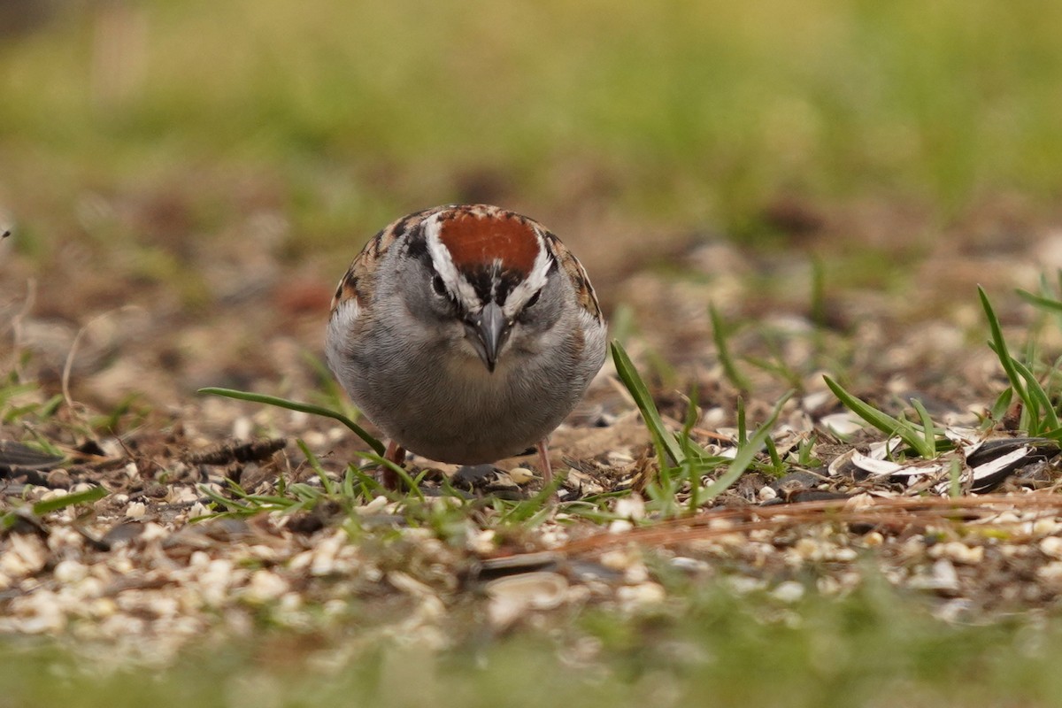 Chipping Sparrow - ML618058115