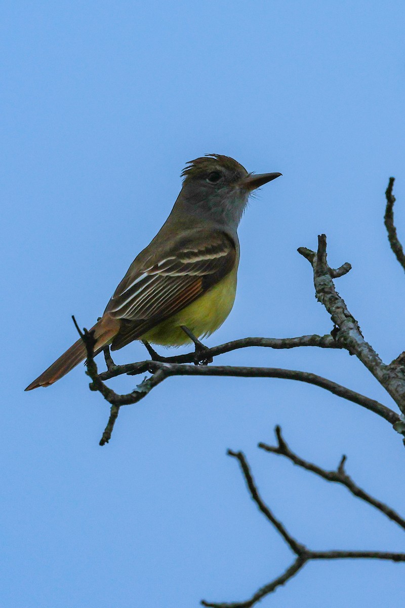 Great Crested Flycatcher - Marc Goncher