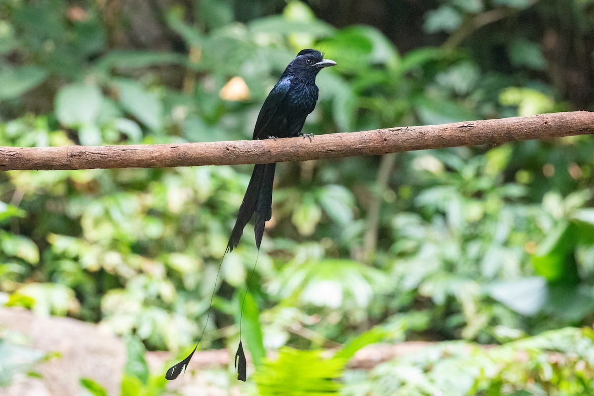 Greater Racket-tailed Drongo - ML618058131