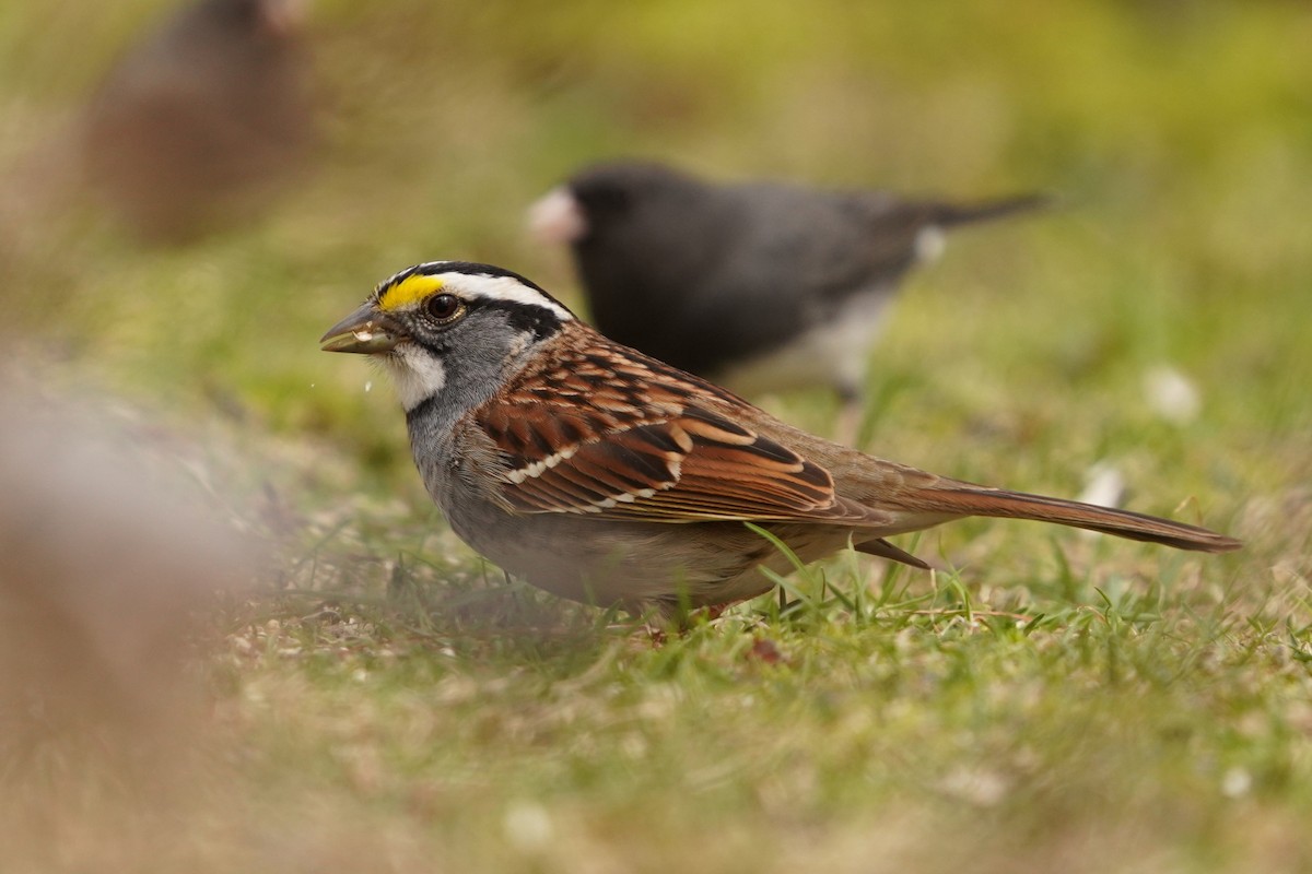 White-throated Sparrow - ML618058135