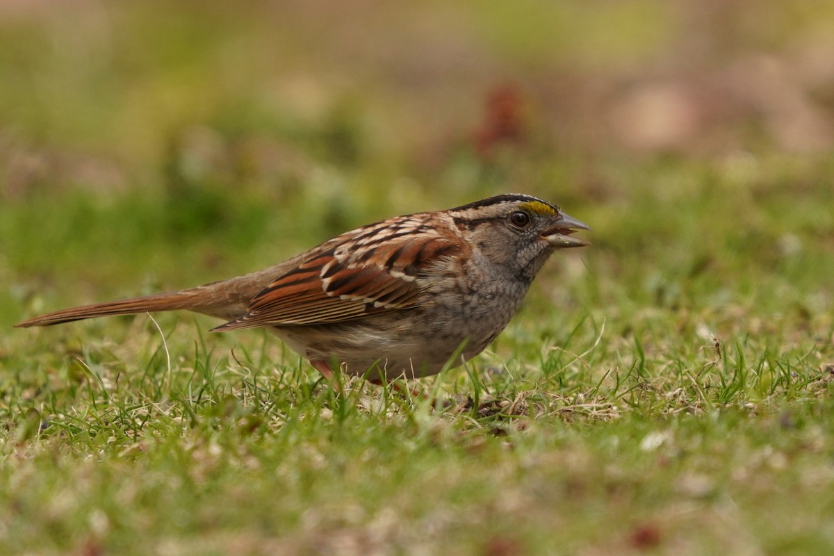 White-throated Sparrow - ML618058136
