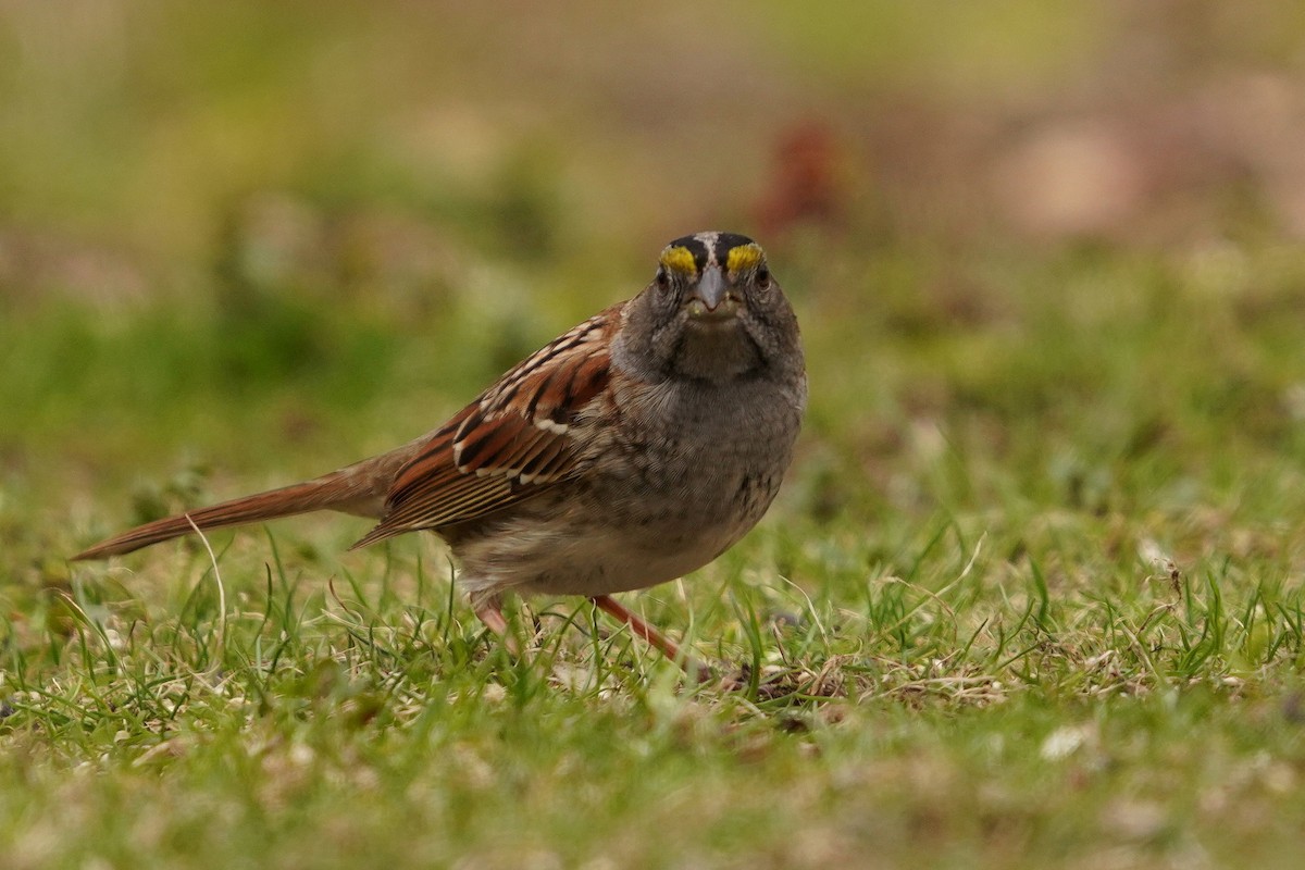 White-throated Sparrow - ML618058137