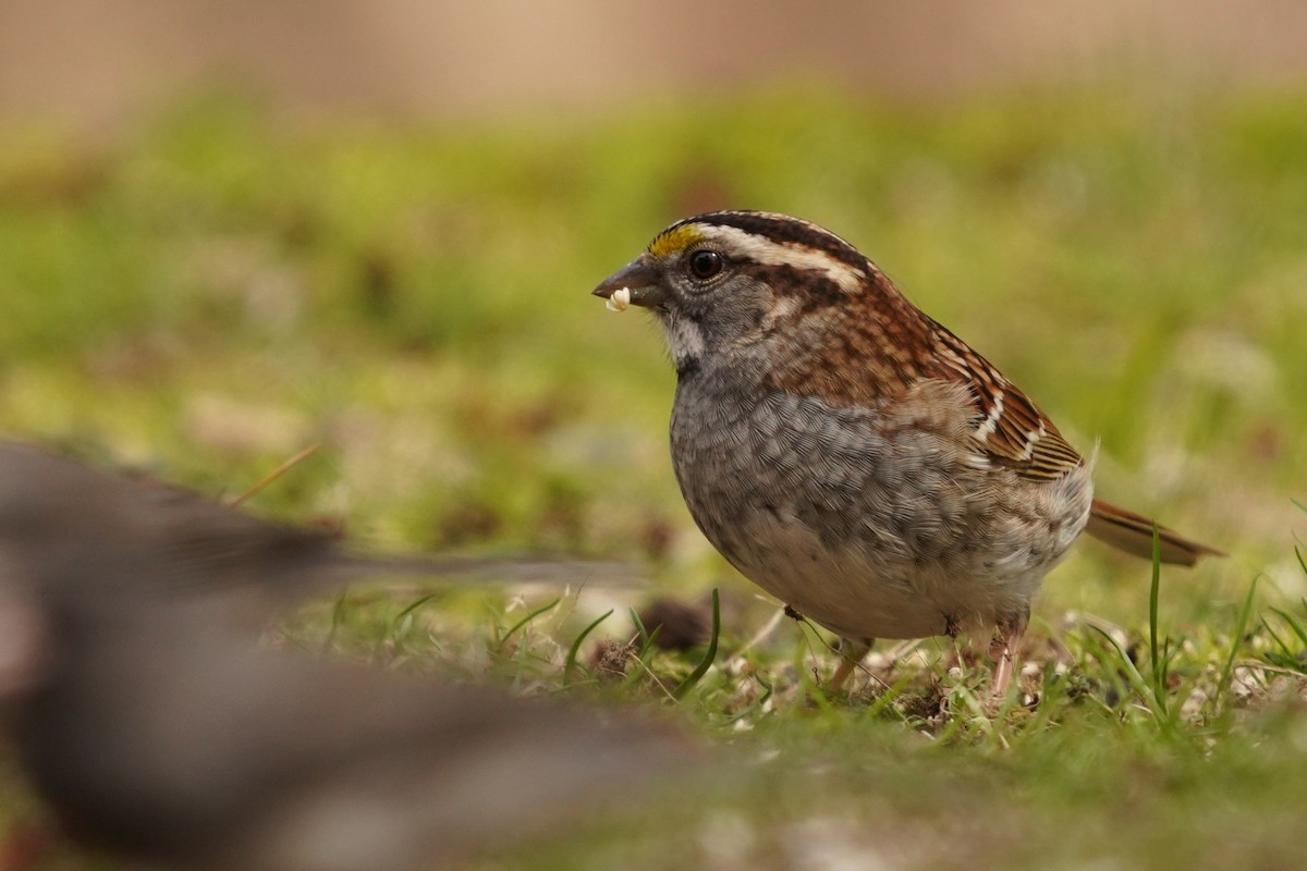 White-throated Sparrow - ML618058138